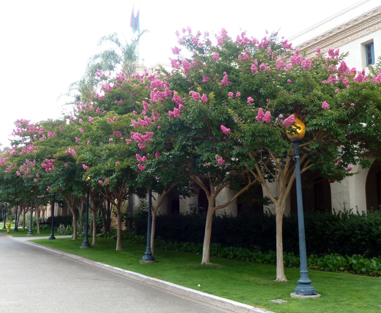 LAGERSTROEMIA INDICA