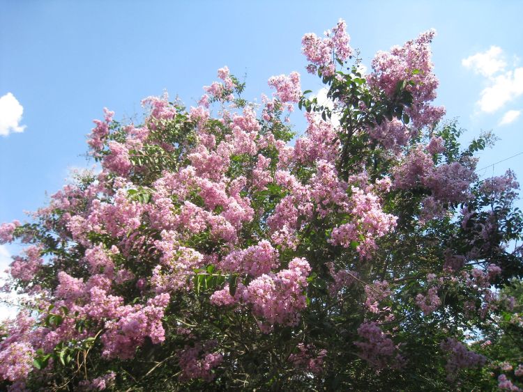 LAGERSTROEMIA INDICA