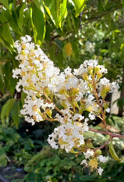 LAGERSTROEMIA INDICA