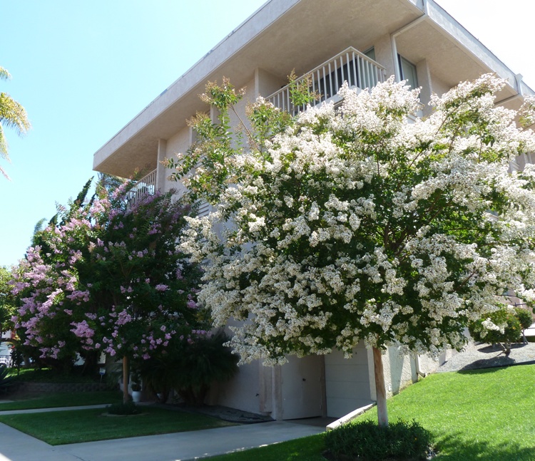 LAGERSTROEMIA INDICA 1/2 FUSTO