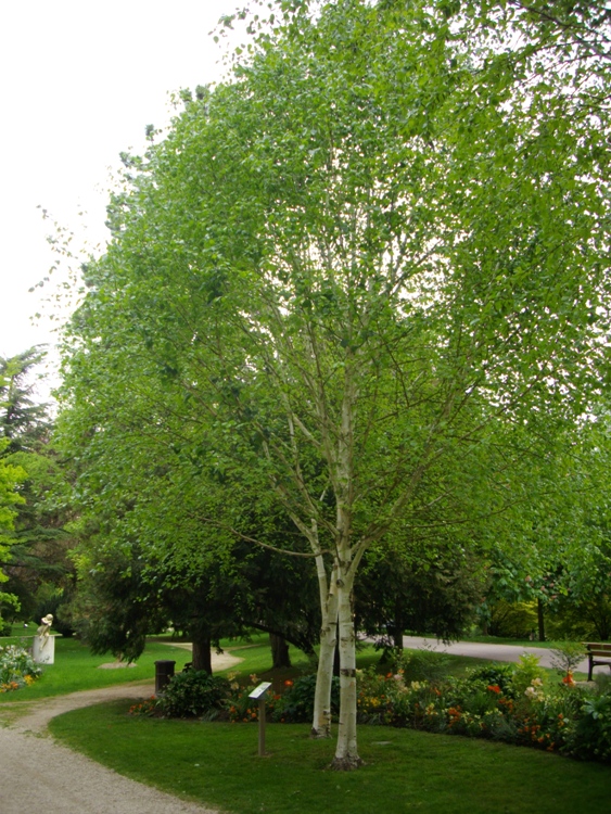 BETULA UTILIS ALBERETTO