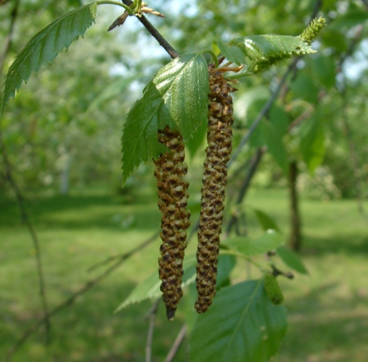 BETULA UTILIS ALBERETTO