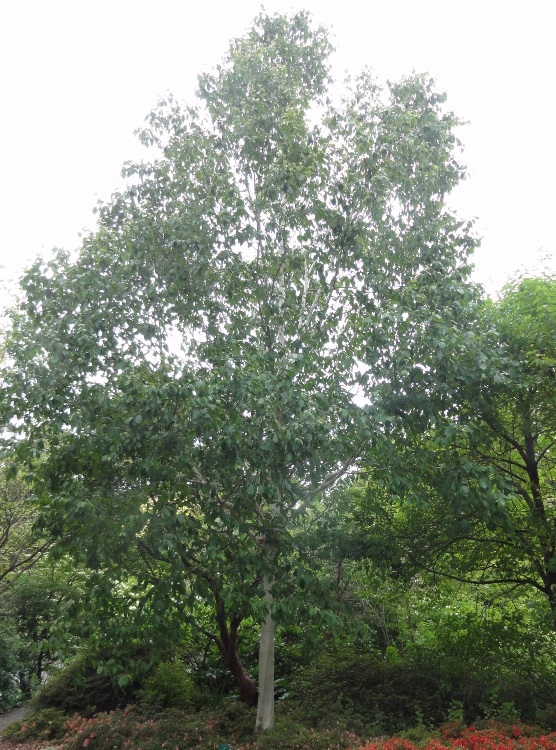 BETULA UTILIS JACQUEMONTII ALBERETTO
