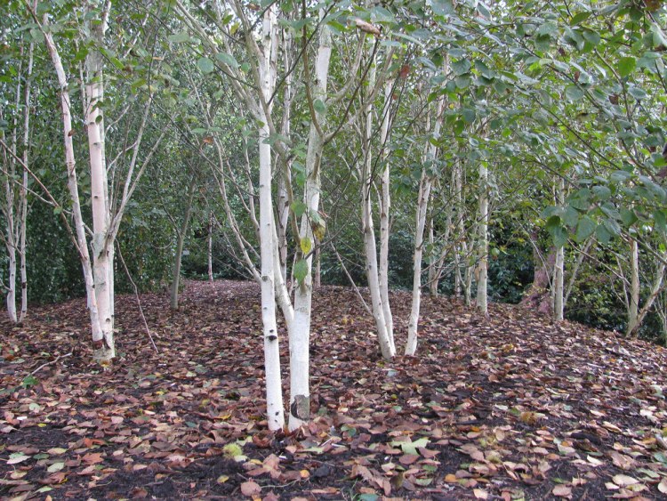 BETULA UTILIS JACQUEMONTII ALBERETTO