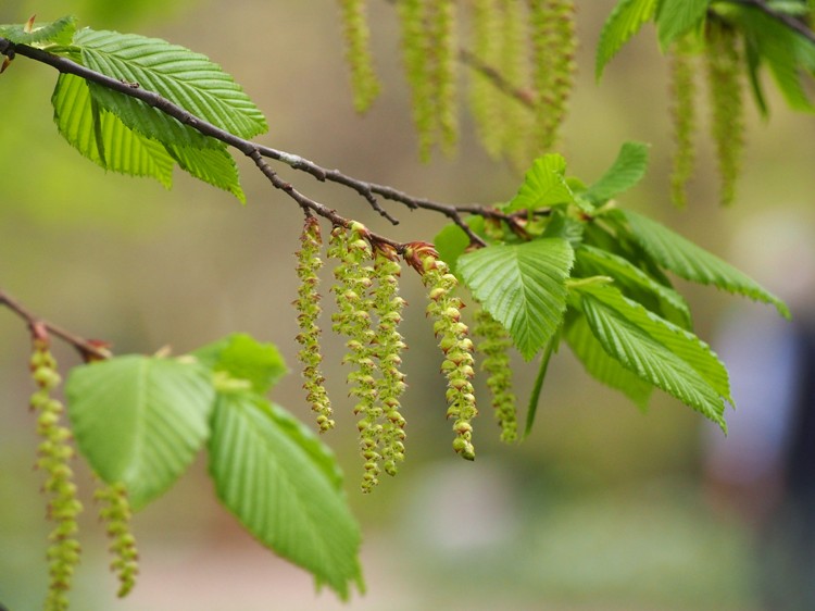 CARPINUS BETULUS A CILINDRO