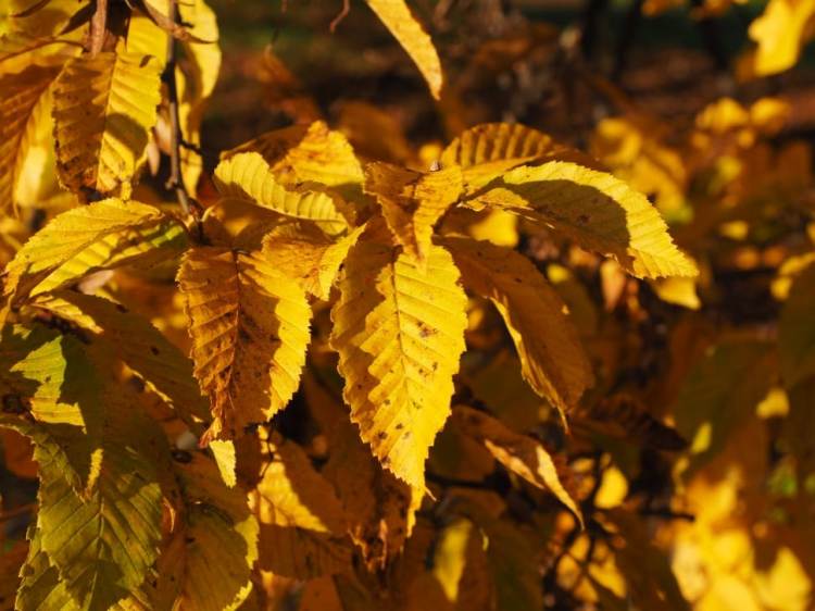 CARPINUS BETULUS A CILINDRO