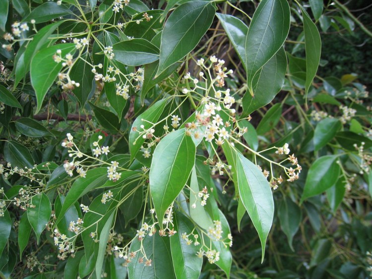 CINNAMOMUM CAMPHORA ALBERETTO