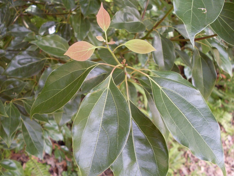 CINNAMOMUM CAMPHORA ALBERETTO