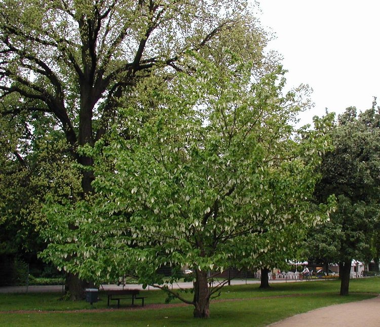 DAVIDIA INVOLUCRATA ALBERETTO