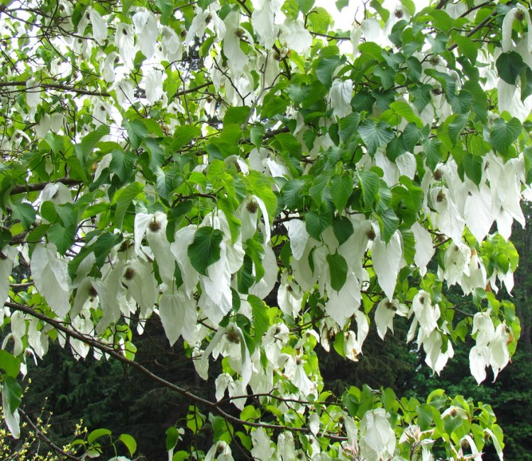 DAVIDIA INVOLUCRATA ALBERETTO