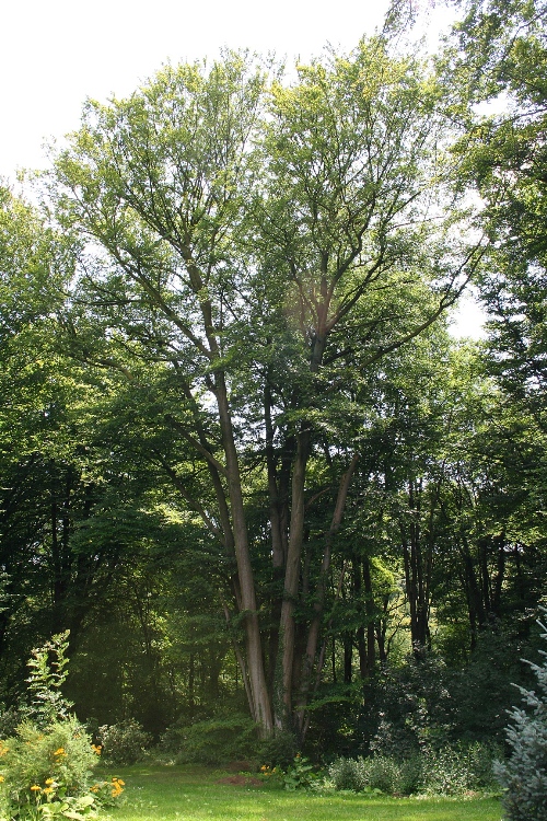 FAGUS SYLVATICA ALBERETTO