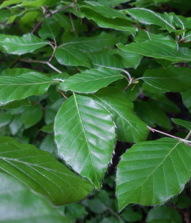 FAGUS SYLVATICA ALBERETTO