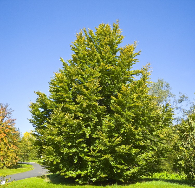FAGUS SYLVATICA ALBERETTO