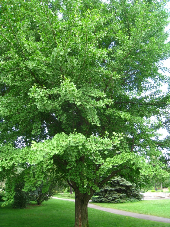GINKGO BILOBA