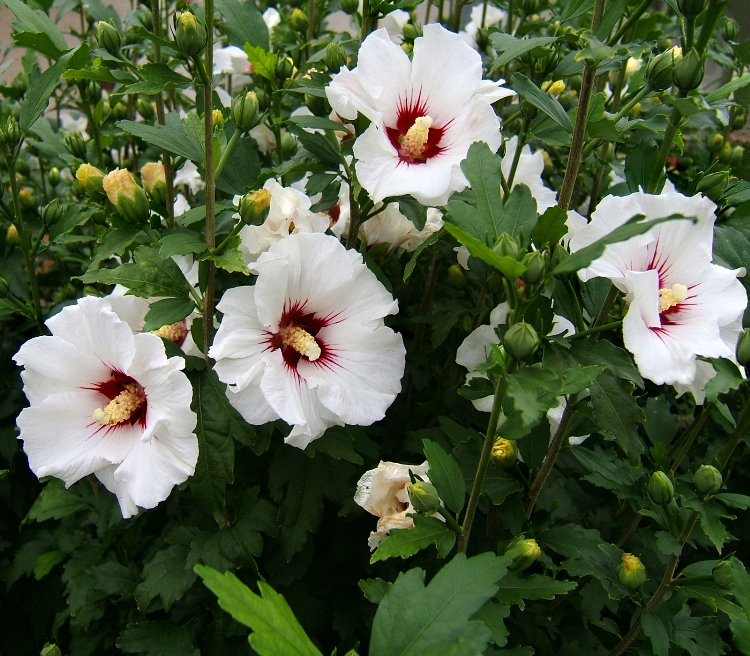 HIBISCUS SYRIACUS