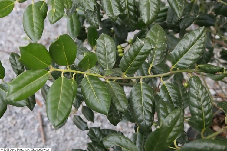 ILEX MUTCHAGARA N. R. STEVENS ALBERETTO