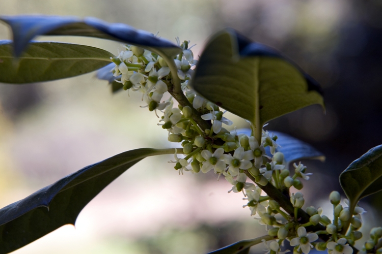 ILEX MUTCHAGARA N. R. STEVENS ALBERETTO