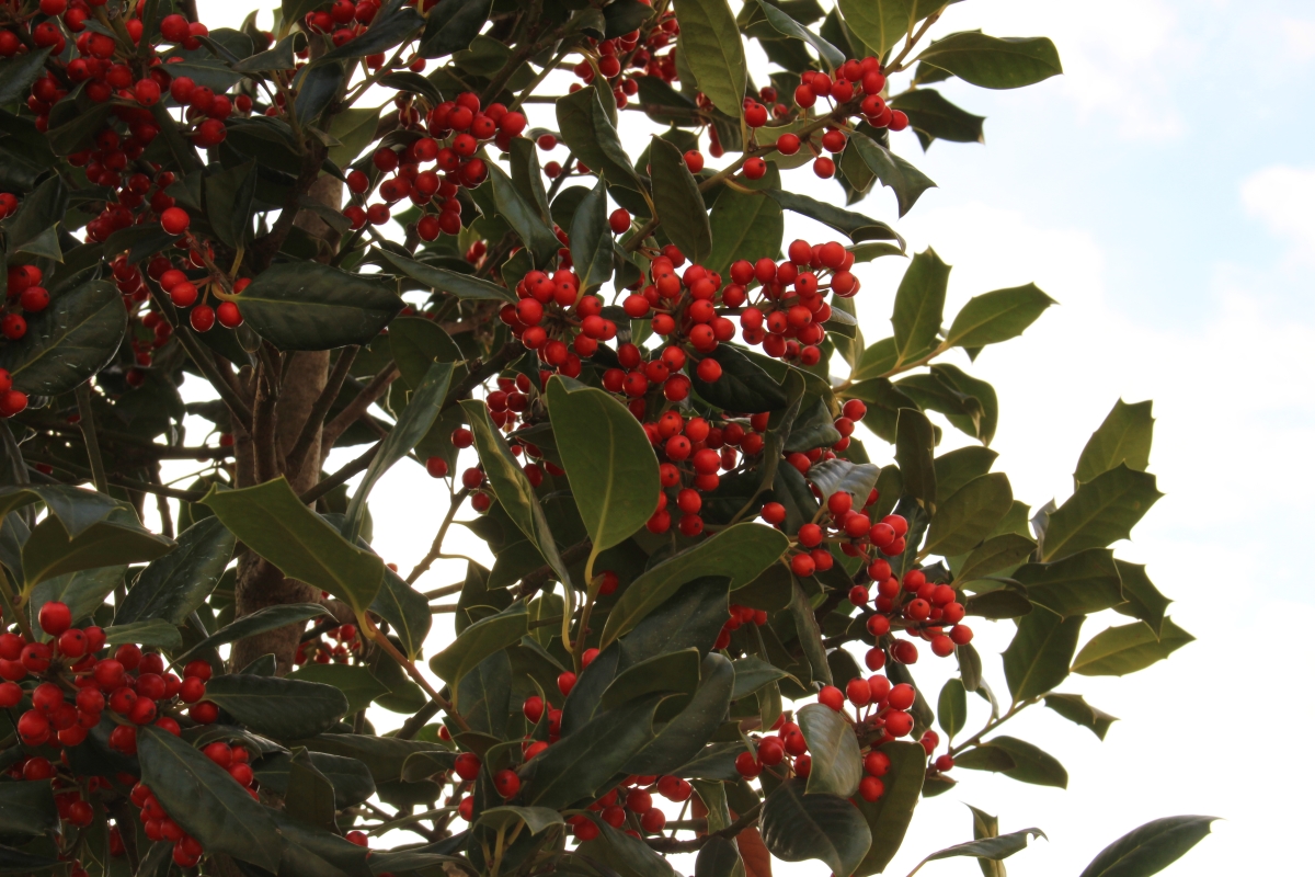 ILEX MUTCHAGARA N. R. STEVENS ALBERETTO