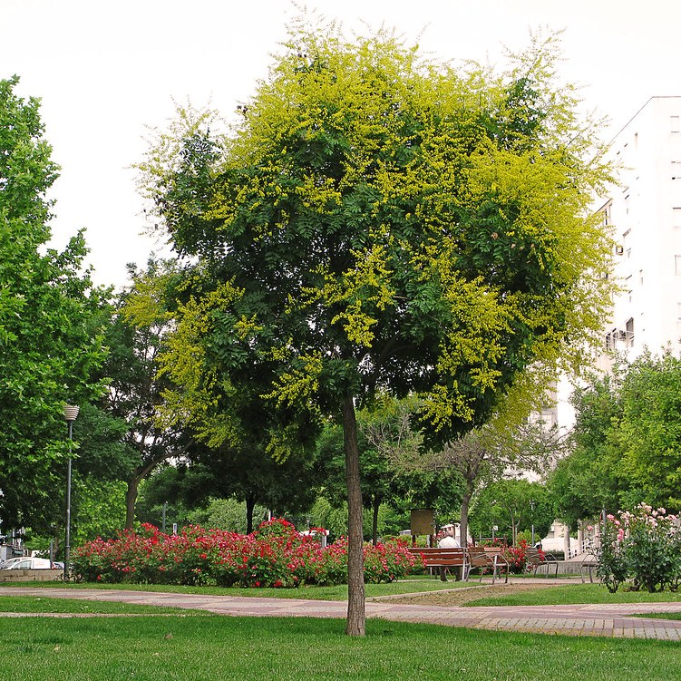 KOELREUTERIA PANICULATA ALBERETTO