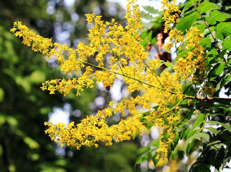 KOELREUTERIA PANICULATA ALBERETTO