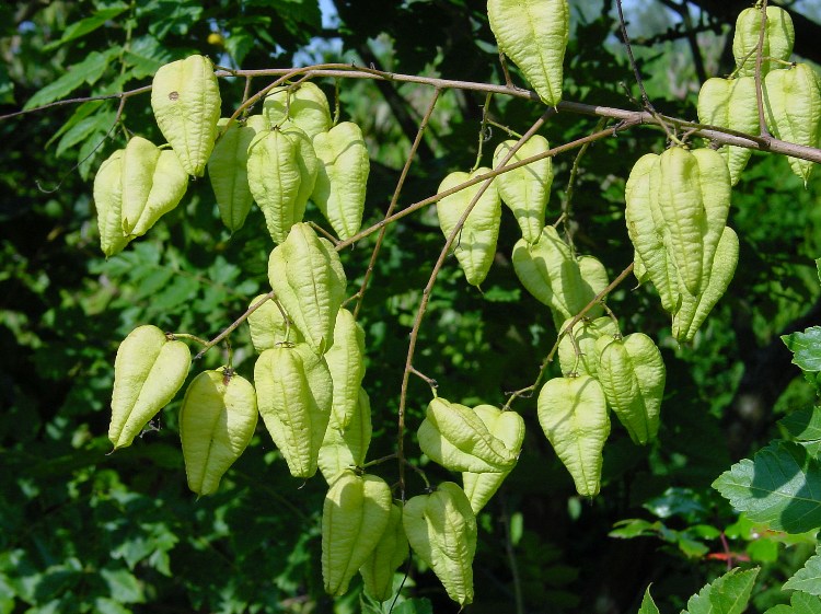 KOELREUTERIA PANICULATA ALBERETTO