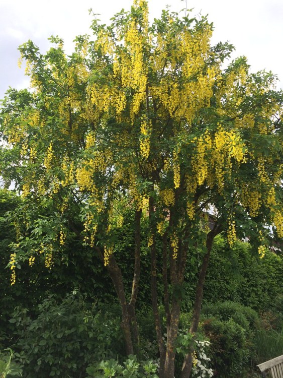 LABURNUM ANAGYROIDES