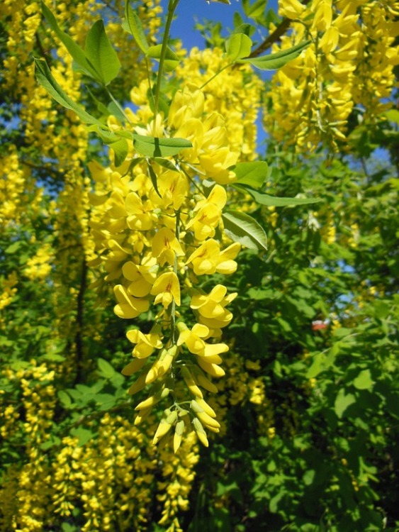 LABURNUM ANAGYROIDES