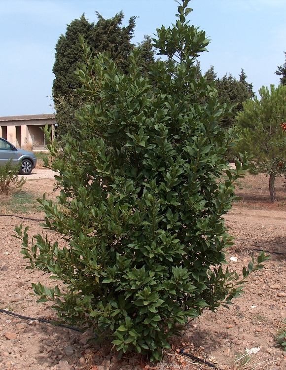 LAURUS NOBILIS ALBERETTO - ALLORO