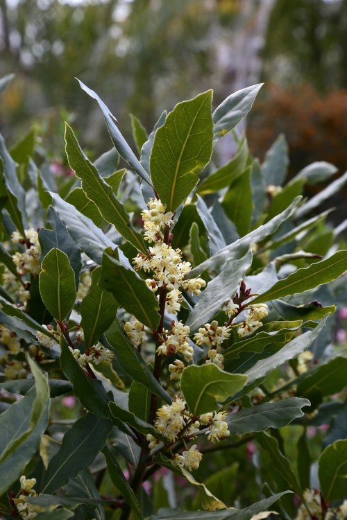 LAURUS NOBILIS ALBERETTO - ALLORO