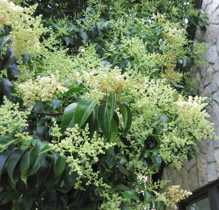 LIGUSTRUM JAPONICUM ALBERETTO
