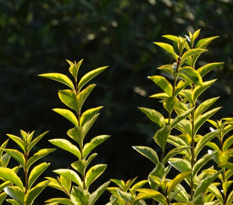 LIGUSTRUM JAP.EXC.SUPERBUM ALBERETTO