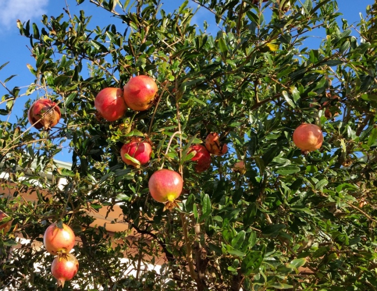 PUNICA GRANATUM DA FRUTTO ALBERETTO