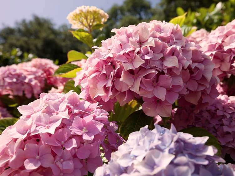 HYDRANGEA MACROPHYLLA MERVEILLE ROSE