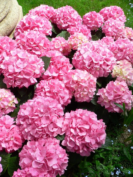 HYDRANGEA MACROPHYLLA MERVEILLE ROSE