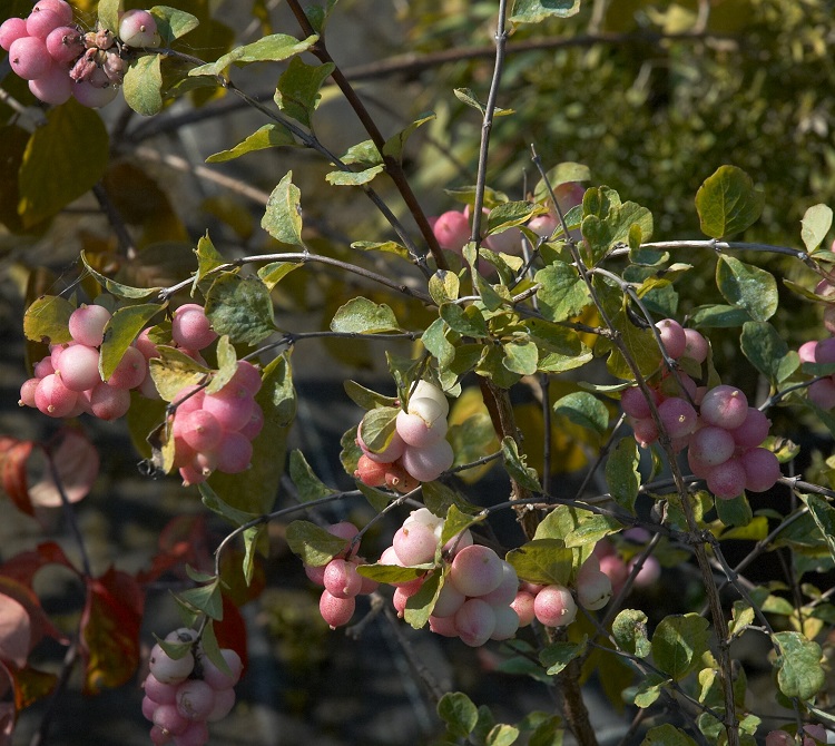 SYMPHORICARPOS X DOOREN. MOTHER OF PEARL