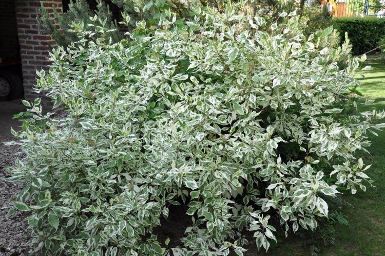 CORNUS ALBA SIBIRICA VARIEGATA