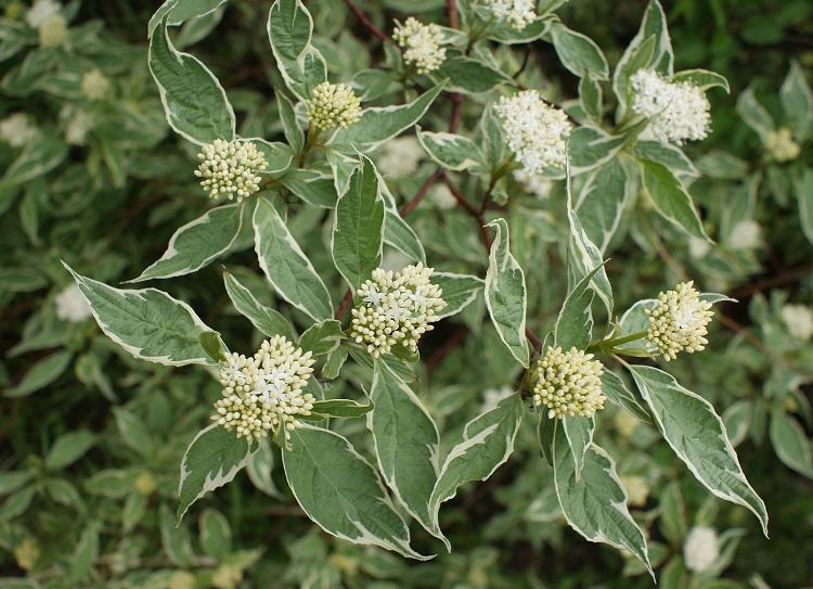 CORNUS ALBA SIBIRICA VARIEGATA