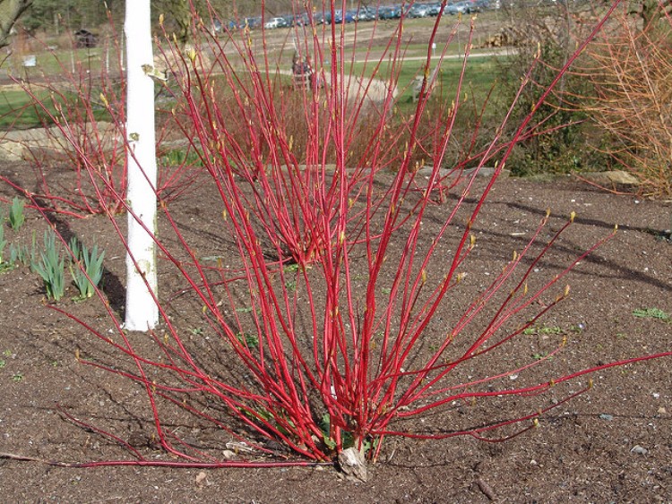 CORNUS ALBA SIBIRICA VARIEGATA
