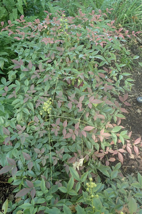 NANDINA DOMESTICA MURASAKI FLIRT