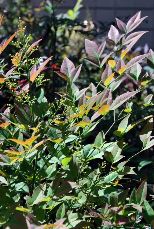 NANDINA DOMESTICA MURASAKI FLIRT