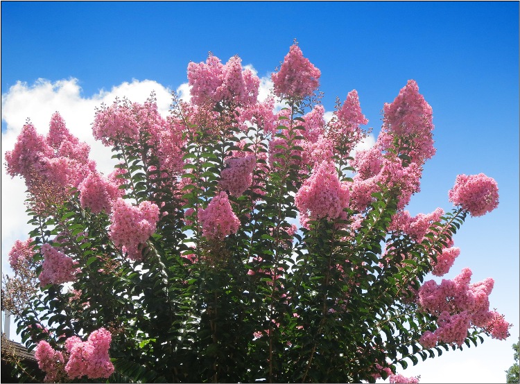 LAGERSTROEMIA INDICA X L.FAURIEI HOPI