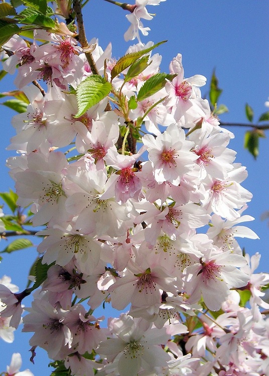 PRUNUS SUBHIRTELLA