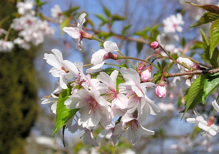 PRUNUS SUBHIRTELLA