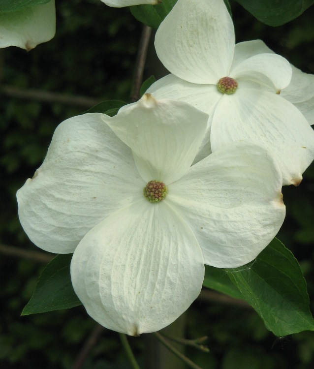 CORNUS NUTALLII X EDDIE'S WHITE WONDER