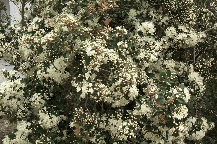 LUMA APICULATA - MYRTUS LUMA
