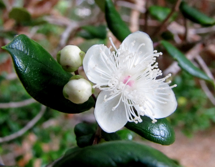 LUMA APICULATA - MYRTUS LUMA