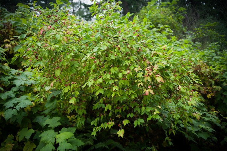 EUONYMUS EUROPAEUS COMPACTUS