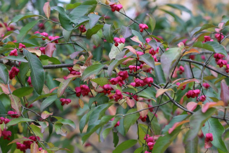 EUONYMUS EUROPAEUS COMPACTUS