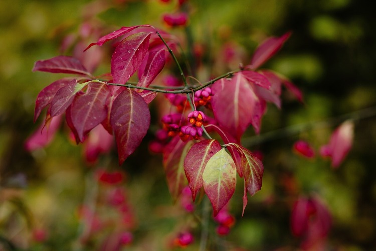 EUONYMUS EUROPAEUS COMPACTUS