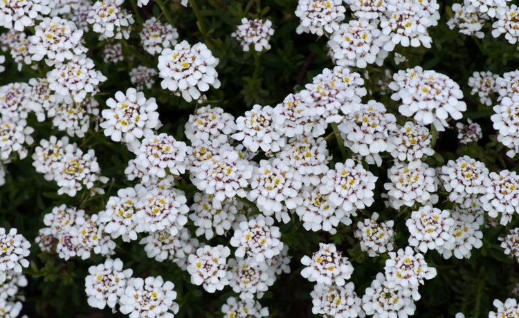 IBERIS SEMPERVIRENS WHITE OUT